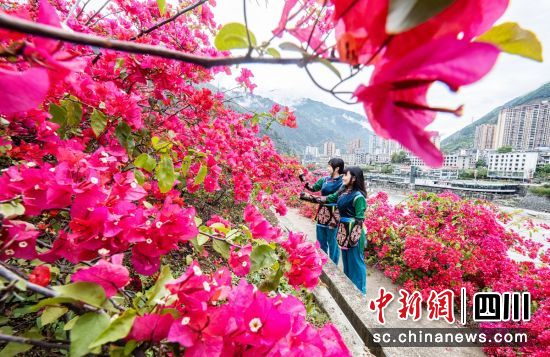 花开棉城。周万龙 摄 花开棉城。周万龙 摄