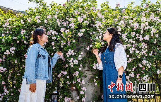 蔷薇花开。周万龙 摄 蔷薇花开。周万龙 摄