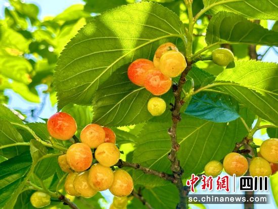 汶川本地小樱桃。汶川县委宣传部供图 汶川本地小樱桃。汶川县委宣传部供图