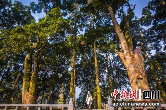 位于雅安市荥经县的两棵古桢楠树。(雅安市文化广播电视体育和旅游局 供图) 位于雅安市荥经县的两棵古桢楠树。(雅安市文化广播电视体育和旅游局 供图)