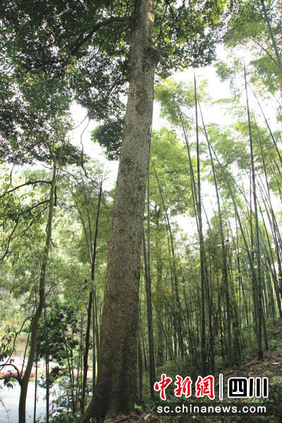 近40米高的“桢楠王”。刘龙泉 摄 近40米高的“桢楠王”。刘龙泉 摄