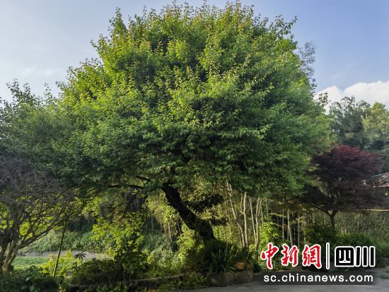 生长茂盛的梅花树。 刘龙泉 摄 生长茂盛的梅花树。 刘龙泉 摄