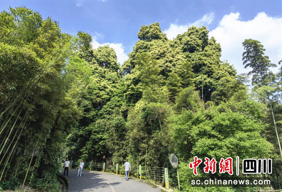 蜀南竹海“双楠并茂”。刘龙泉 摄 蜀南竹海“双楠并茂”。刘龙泉 摄
