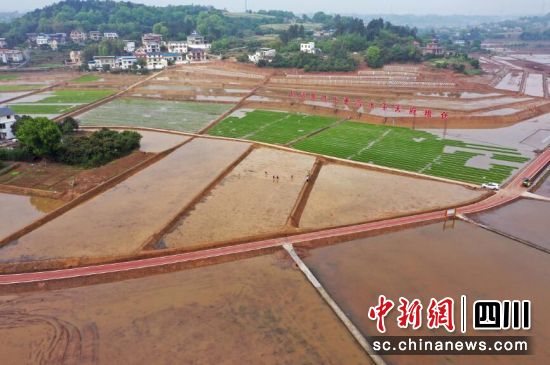 加快推进海潮环都市农业示范区。泸县融媒体中心供图 加快推进海潮环都市农业示范区。泸县融媒体中心供图