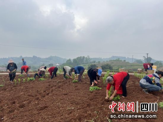 合什镇高嘴村的农户们正在抢抓时节开展高粱苗移栽工作。曾钰茹 摄 合什镇高嘴村的农户们正在抢抓时节开展高粱苗移栽工作。曾钰茹 摄