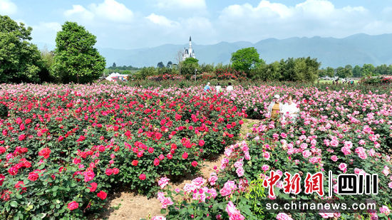 月季花竞相绽放。 绵竹市融媒体中心供图 月季花竞相绽放。 绵竹市融媒体中心供图