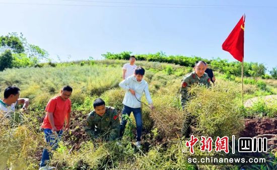 抢收油菜。自贡市退役军人事务局 供图 抢收油菜。自贡市退役军人事务局 供图