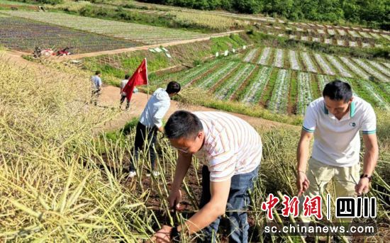 抢收油菜。自贡市退役军人事务局 供图 抢收油菜。自贡市退役军人事务局 供图