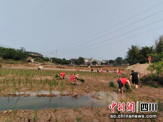 退役军人志愿服务队助力春耕。江阳区融媒体中心供图 退役军人志愿服务队助力春耕。江阳区融媒体中心供图