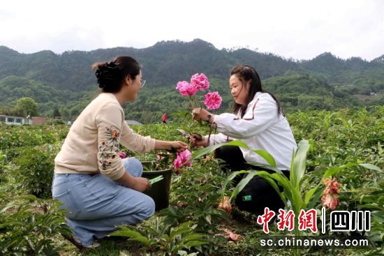 游客正在采摘芍药花。胡敏 摄 游客正在采摘芍药花。胡敏 摄