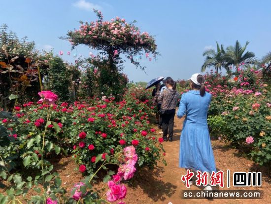 游客纷纷涌入花海。秦旭 摄 游客纷纷涌入花海。秦旭 摄