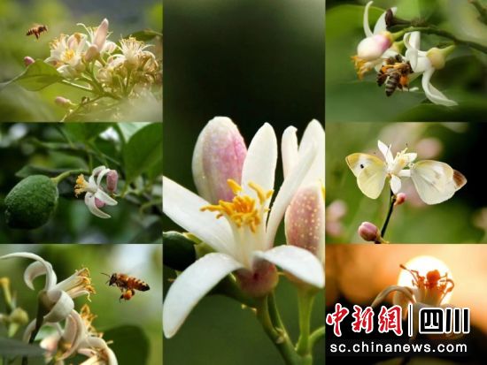 柠檬花香。唐贵荣摄 柠檬花香。唐贵荣摄