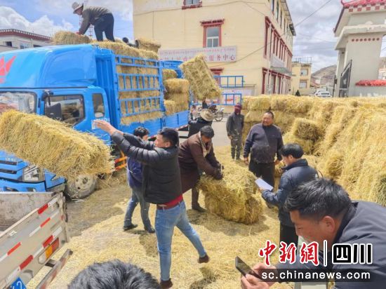 牧民领取人保财险阿坝分公司免费发放的草料。人保财险阿坝分公司供图 牧民领取人保财险阿坝分公司免费发放的草料。人保财险阿坝分公司供图