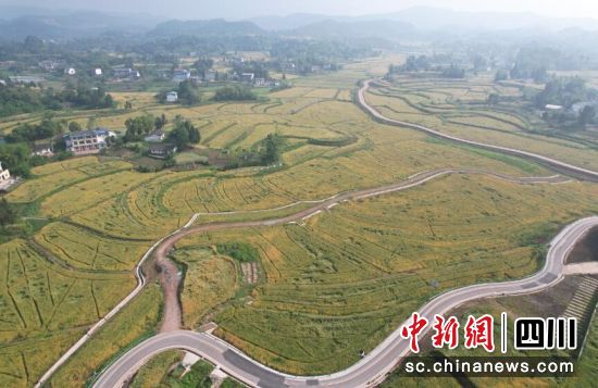 营山县粮油现代农业园区万亩小麦即将迎来丰收。营山县委宣传部供图 营山县粮油现代农业园区万亩小麦即将迎来丰收。营山县委宣传部供图