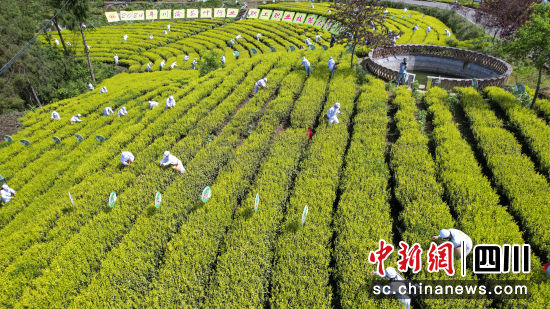 2024年川渝茶叶行业职工职业技能大赛采茶现场。侯健 摄 2024年川渝茶叶行业职工职业技能大赛采茶现场。侯健 摄