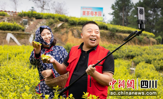 图为旺苍传统手工制茶人谭波正在茶园直播。丁成兰 摄 图为旺苍传统手工制茶人谭波正在茶园直播。丁成兰 摄