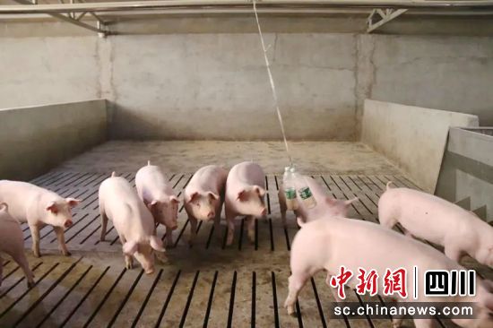 养猪场一角。泸定县文化广播电视和旅游局供图 养猪场一角。泸定县文化广播电视和旅游局供图