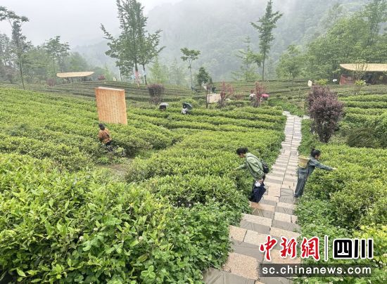 游客体验采茶踏青的乐趣。汶川县委宣传部供图 游客体验采茶踏青的乐趣。汶川县委宣传部供图