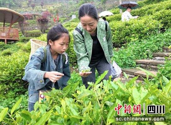 游客体验采茶踏青的乐趣。汶川县委宣传部供图 游客体验采茶踏青的乐趣。汶川县委宣传部供图