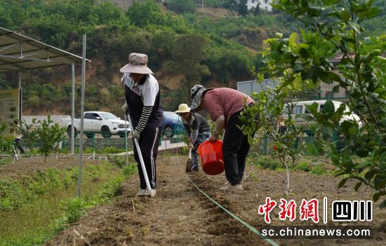 播种“节水抗旱稻”。石棉融媒 供图 播种“节水抗旱稻”。石棉融媒 供图