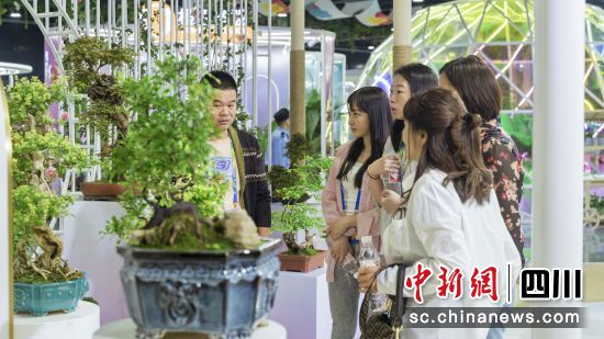 什邡市盆景花卉展区。 什邡市委宣传部供图 什邡市盆景花卉展区。 什邡市委宣传部供图