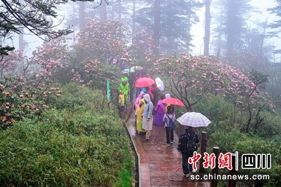 游客雨中游瓦屋山和赏杜鹃花。瓦屋山景区供图 游客雨中游瓦屋山和赏杜鹃花。瓦屋山景区供图