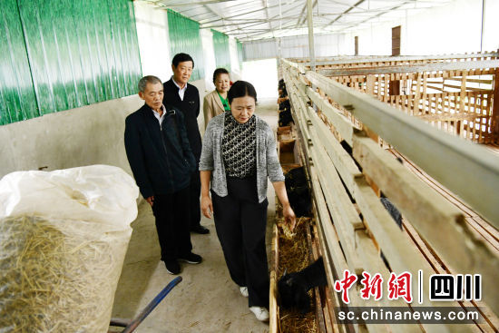 营山县劳模协会工作人员调研县劳模郭晓华发展养殖业带领群众增收情况。彭杰 摄 营山县劳模协会工作人员调研县劳模郭晓华发展养殖业带领群众增收情况。彭杰 摄