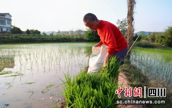 春耕现场。张芯铭 摄 春耕现场。张芯铭 摄