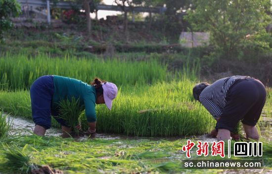 春耕现场。张芯铭 摄 春耕现场。张芯铭 摄
