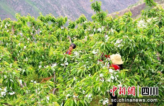 汶川果农开展甜樱桃套袋管理。汶川县委宣传部供图 汶川果农开展甜樱桃套袋管理。汶川县委宣传部供图