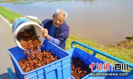 稻虾收获现场。衡欢 摄 稻虾收获现场。衡欢 摄