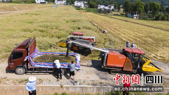 平昌县南天门管委会红山村油菜籽收割现场。张书浩 摄 平昌县南天门管委会红山村油菜籽收割现场。张书浩 摄