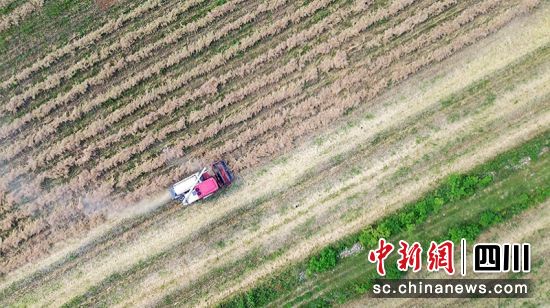 采用机械化收割油菜。 绵竹市融媒体中心供图 采用机械化收割油菜。 绵竹市融媒体中心供图