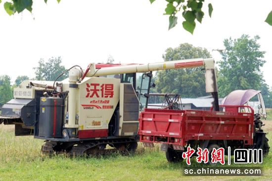 采用机械化收割油菜。 绵竹市融媒体中心供图 采用机械化收割油菜。 绵竹市融媒体中心供图