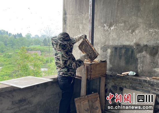 刘培新正在收集蜂蜜。遂宁市烟草专卖局供图 刘培新正在收集蜂蜜。遂宁市烟草专卖局供图