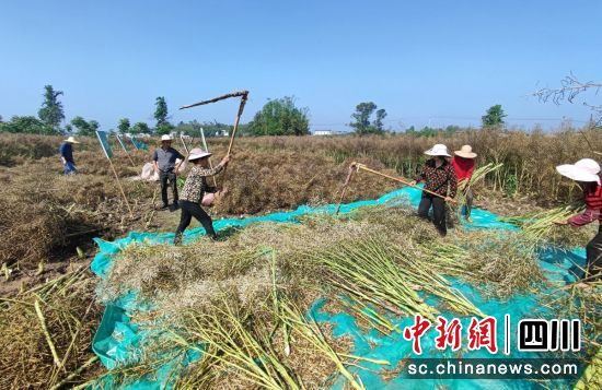 油菜收割现场。富顺融媒 供图 油菜收割现场。富顺融媒 供图