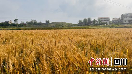南溪区仙临镇麦浪翻滚。南溪区农业农村局供图 南溪区仙临镇麦浪翻滚。南溪区农业农村局供图