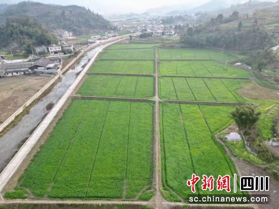 兴文县大河苗族乡小麦集中示范片。宜宾市农业农村 供图 兴文县大河苗族乡小麦集中示范片。宜宾市农业农村 供图