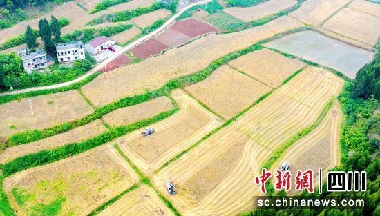 嘉陵区金凤镇的小麦机收现场。宋昕 摄 嘉陵区金凤镇的小麦机收现场。宋昕 摄