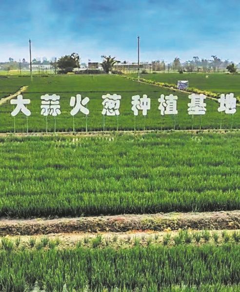 ▲火葱种植基地 ▲火葱种植基地