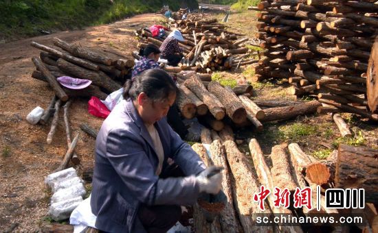 村民忙着种植木耳。杨青鹏 摄 村民忙着种植木耳。杨青鹏 摄
