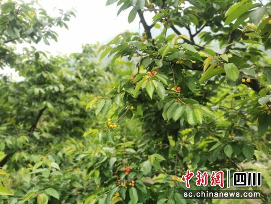 汶川甜樱桃挂满枝头。汶川县委宣传部供图 汶川甜樱桃挂满枝头。汶川县委宣传部供图