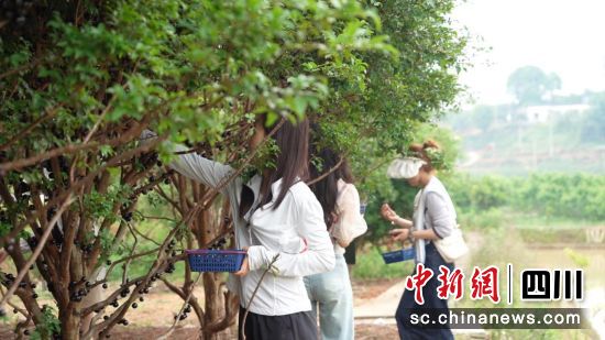 游客体验采摘嘉宝果的乐趣。曾钰茹 摄 游客体验采摘嘉宝果的乐趣。曾钰茹 摄