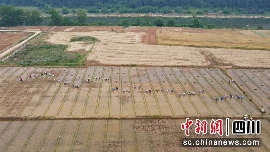 移栽秧苗。梓潼县融媒体中心供图 移栽秧苗。梓潼县融媒体中心供图