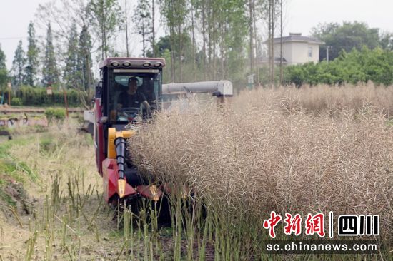 油菜收割现场。罗俊涵 摄 油菜收割现场。罗俊涵 摄
