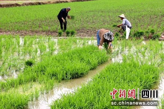 田间村民正在为插秧忙碌。罗俊涵 摄 田间村民正在为插秧忙碌。罗俊涵 摄