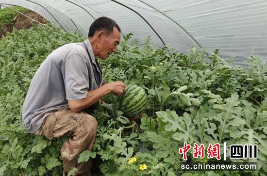 九洪西瓜成熟。沿滩融媒 供图 九洪西瓜成熟。沿滩融媒 供图
