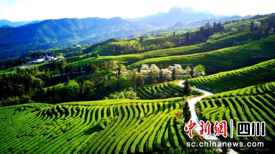 茶山风光美如画。张新摄 茶山风光美如画。张新摄