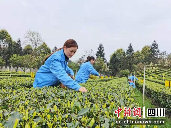 早白尖茶叶基地工人采茶忙。王春艳摄 早白尖茶叶基地工人采茶忙。王春艳摄