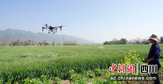 无人机飞防作业。 绵竹市融媒体中心供图 无人机飞防作业。 绵竹市融媒体中心供图